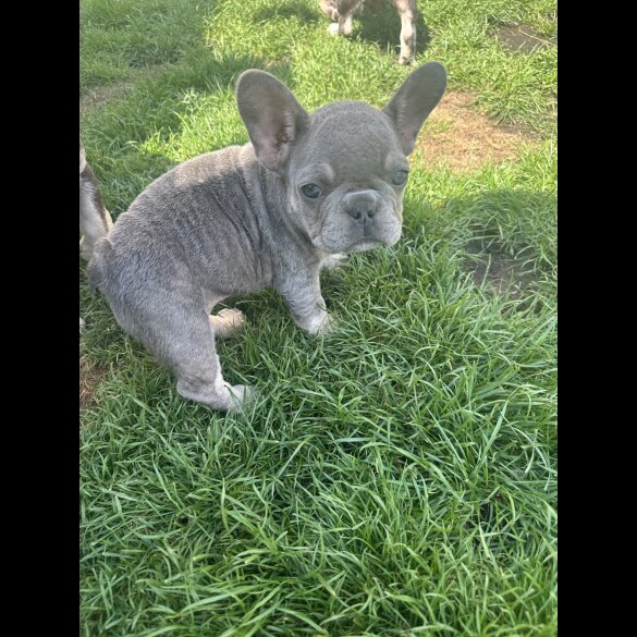 French Bulldog - Both