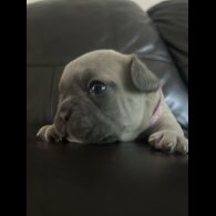French Bulldog - Dogs