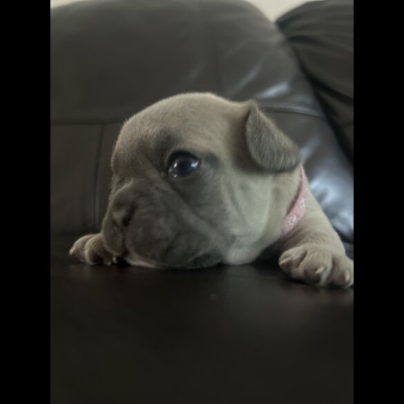 French Bulldog - Dogs