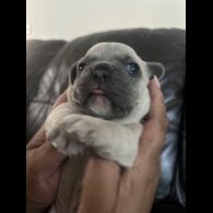 French Bulldog - Dogs
