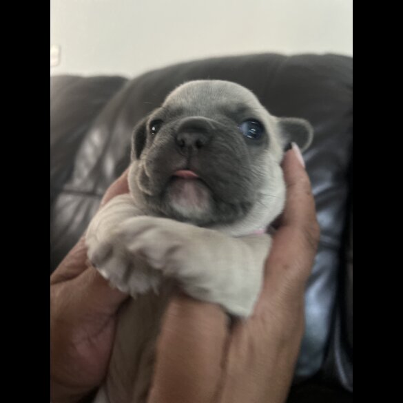 French Bulldog - Dogs