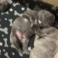 French Bulldog - Dogs