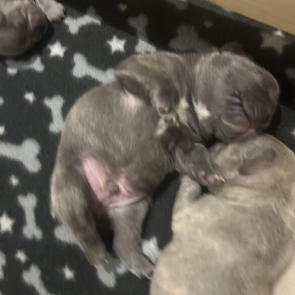 French Bulldog - Dogs