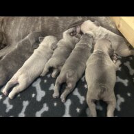 French Bulldog - Dogs