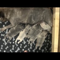 French Bulldog - Dogs