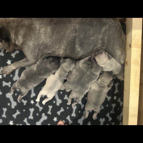 French Bulldog - Dogs