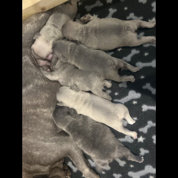French Bulldog - Dogs