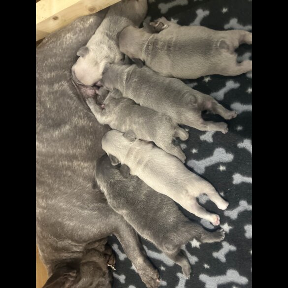 French Bulldog - Dogs