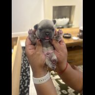 French Bulldog - Dogs