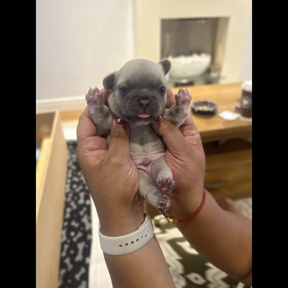 French Bulldog - Dogs