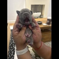 French Bulldog - Dogs