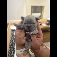 French Bulldog - Dogs