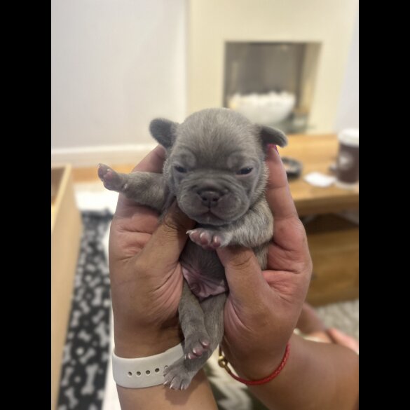 French Bulldog - Dogs