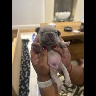 French Bulldog - Dogs