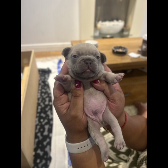 French Bulldog - Dogs