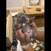 French Bulldog - Dogs
