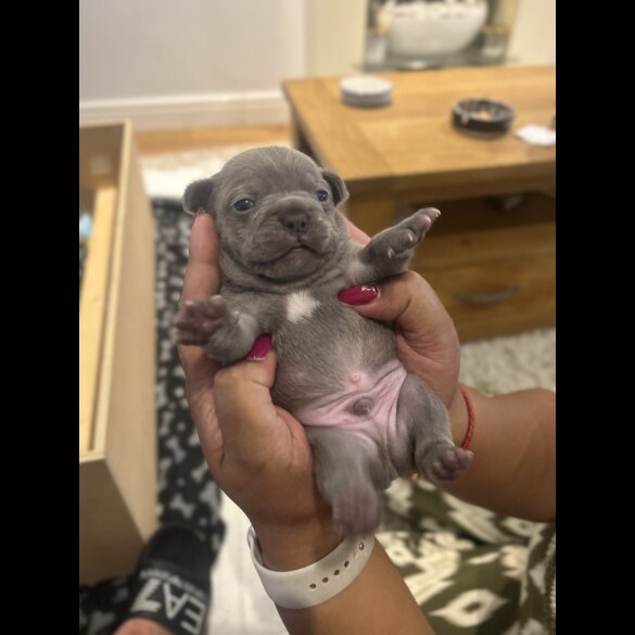 French Bulldog - Dogs
