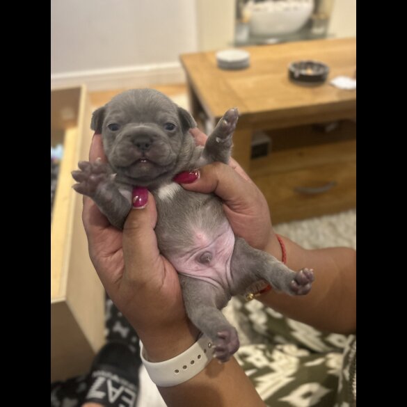 French Bulldog - Dogs