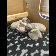 French Bulldog - Dogs