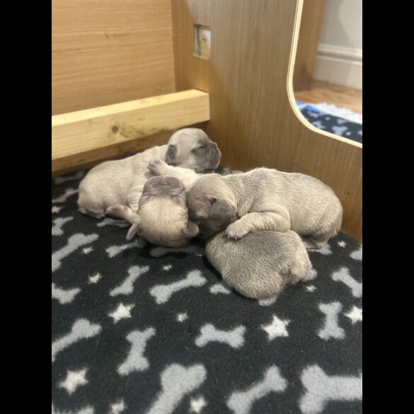 French Bulldog - Dogs