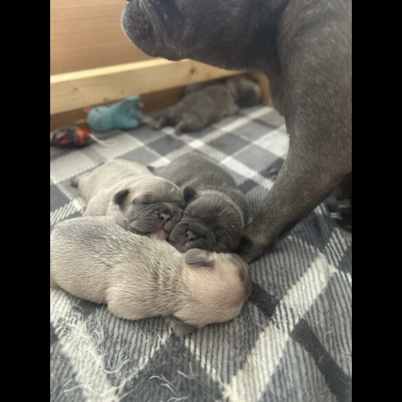 French Bulldog - Dogs