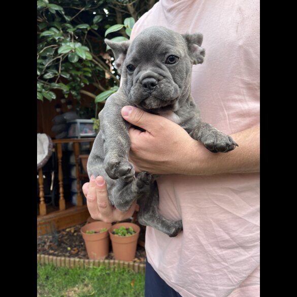 French Bulldog - Both