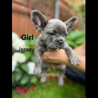 French Bulldog - Both