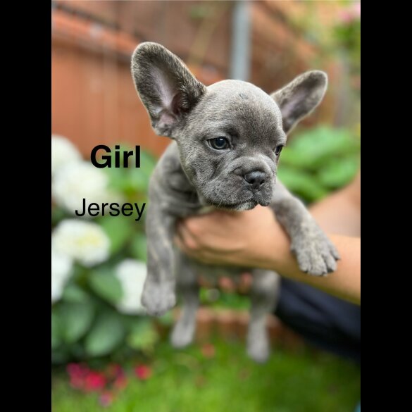 French Bulldog - Both