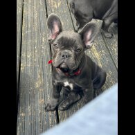 French Bulldog - Both