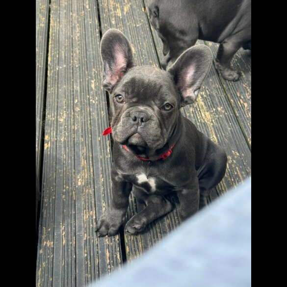 French Bulldog - Both