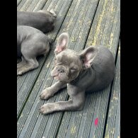 French Bulldog - Both
