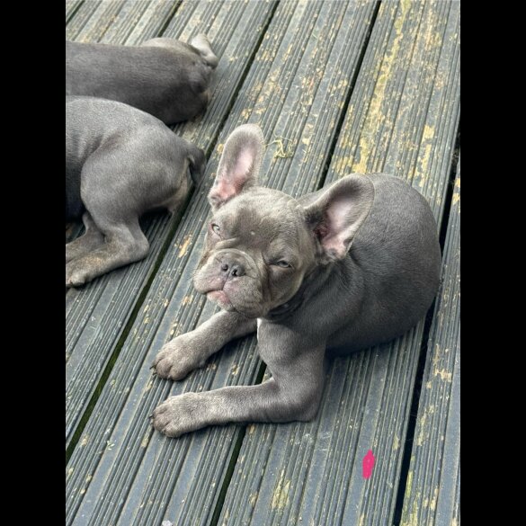 French Bulldog - Both