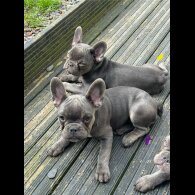 French Bulldog - Both