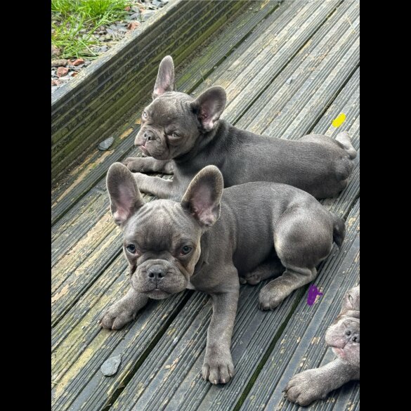 French Bulldog - Both