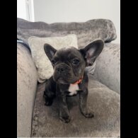 French Bulldog - Both