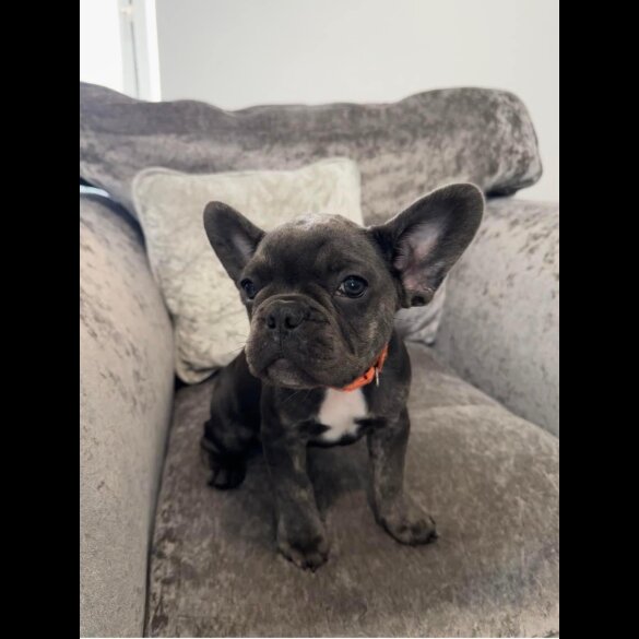French Bulldog - Both