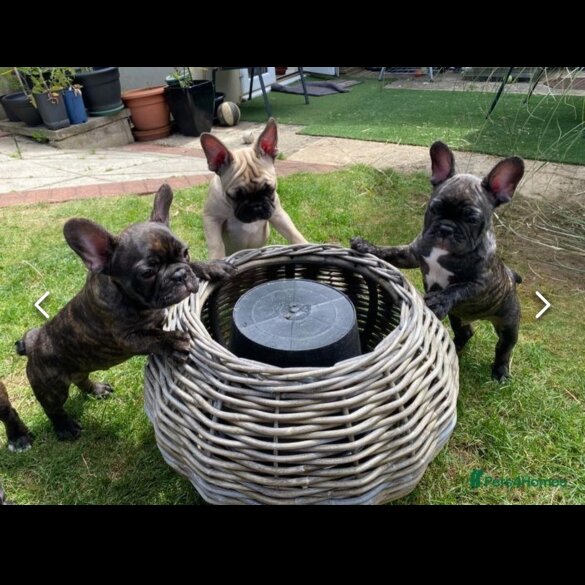 French Bulldog - Dogs