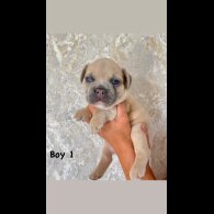 French Bulldog - Both