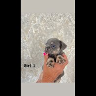 French Bulldog - Both