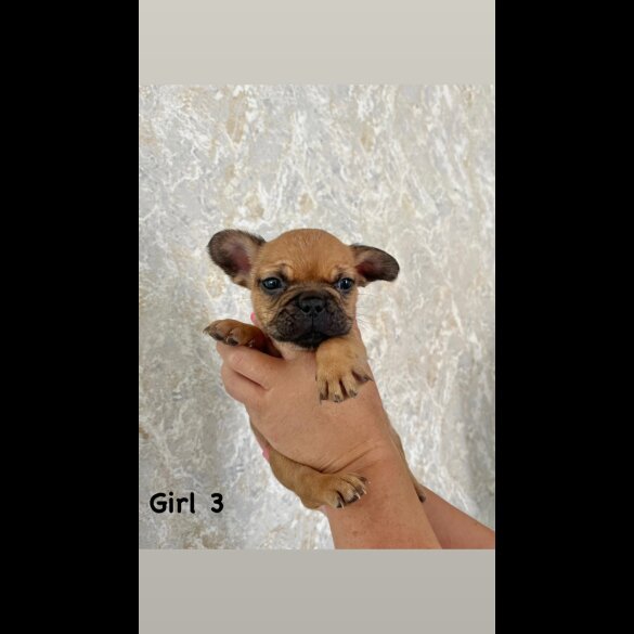 French Bulldog - Both