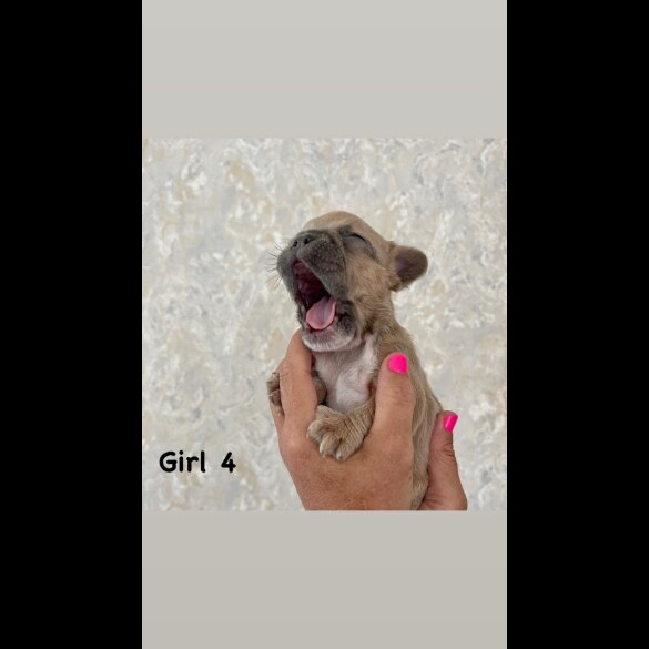 French Bulldog - Both