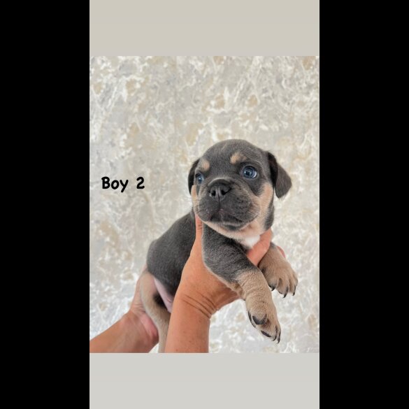 French Bulldog - Both