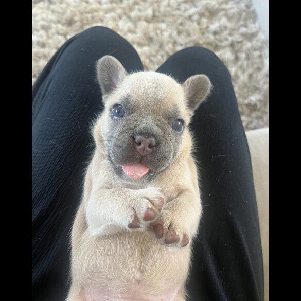 French Bulldog - Both