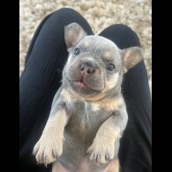 French Bulldog - Both