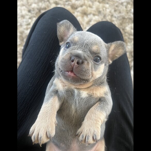 French Bulldog - Both