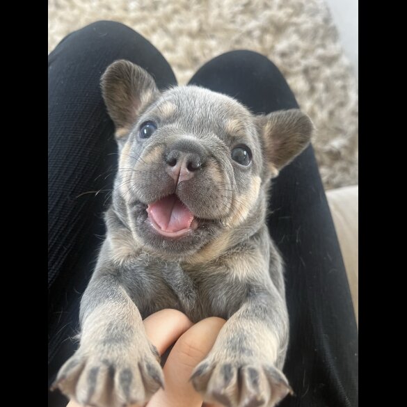 French Bulldog - Both