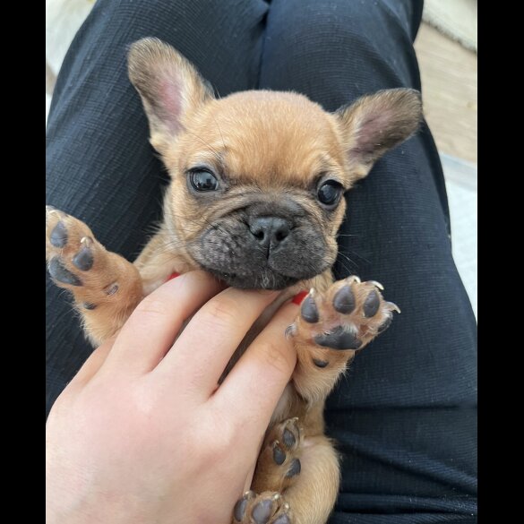 French Bulldog - Both