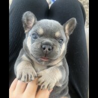 French Bulldog - Both