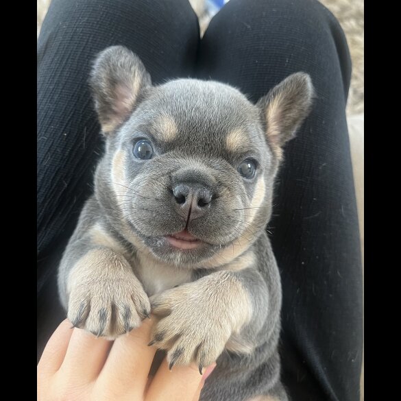 French Bulldog - Both