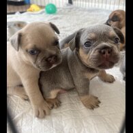 French Bulldog - Both